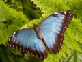 exoticky_motyl_original - kopie.jpg
